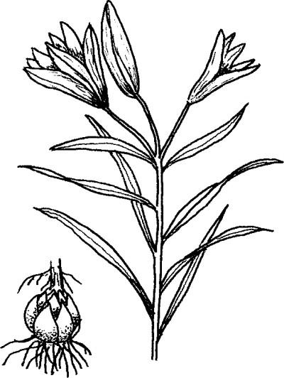 在春天,打开一幅草木与生灵的画卷——评《诗经动植物图说》